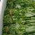 大量供应空心菜种苗