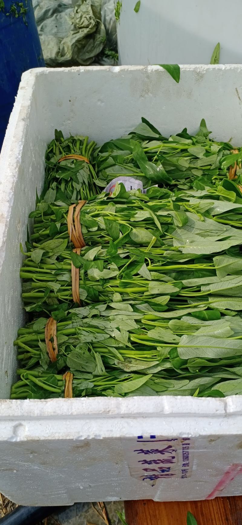 大量供应空心菜种苗