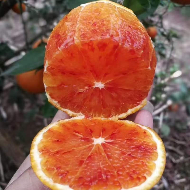 玫瑰香橙血橙默科特三月红