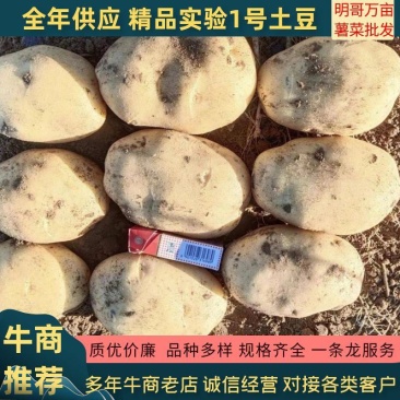 三优土豆（实验1号v7荷兰十五西森6号雪川红太和九）