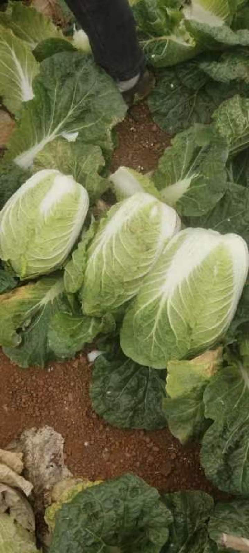 广西横州市黄心大白菜大量上市！