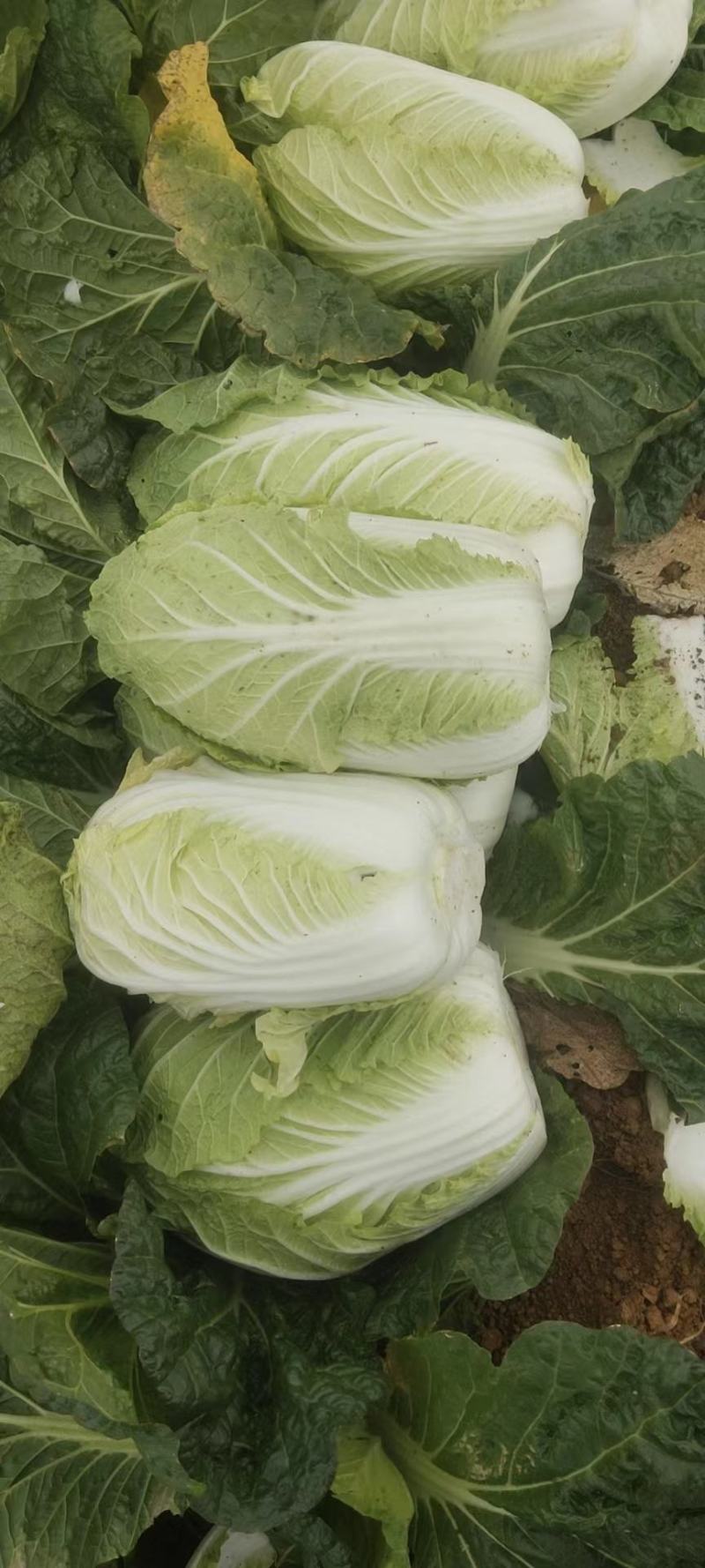 广西横州市黄心大白菜大量上市！