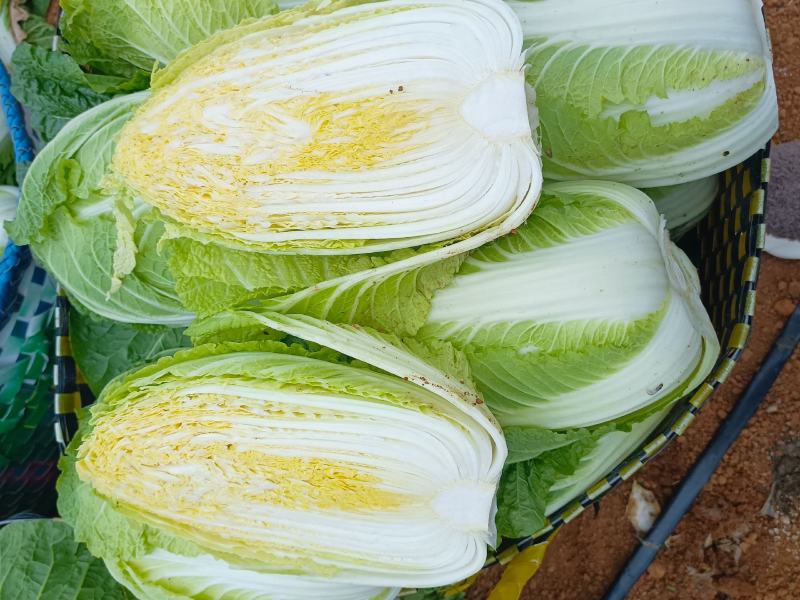 广西横州市黄心大白菜大量上市！