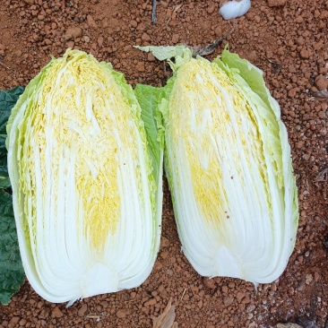 广西横州市黄心大白菜大量上市！