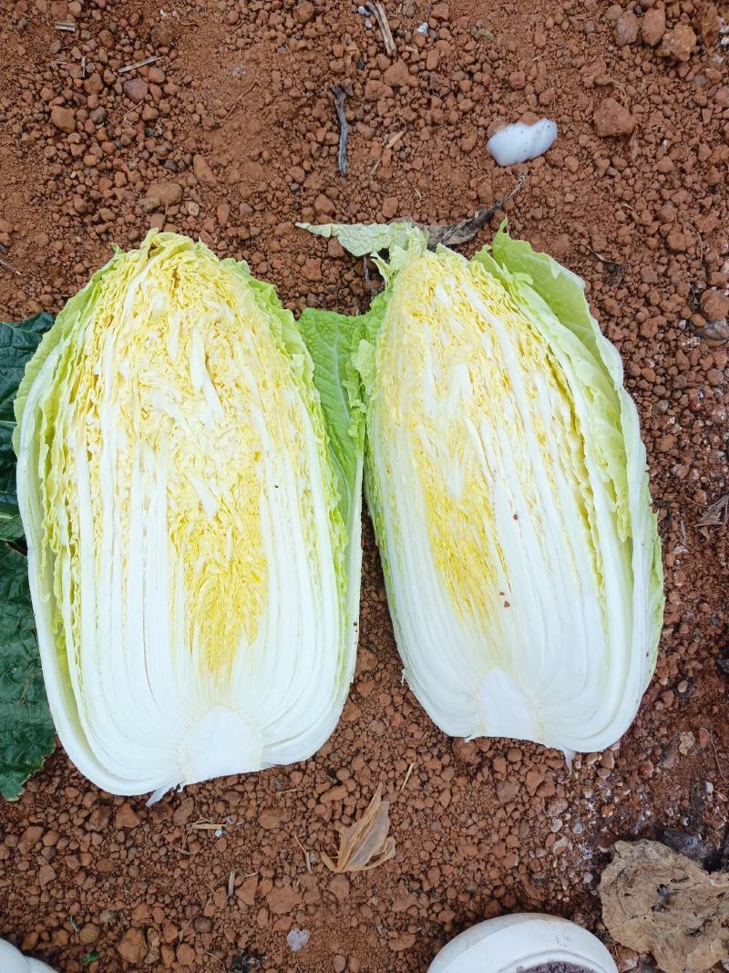 广西横州市黄心大白菜大量上市！