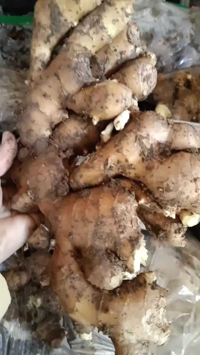 山东优质姜种，已催好芽，支持预定，大量批发