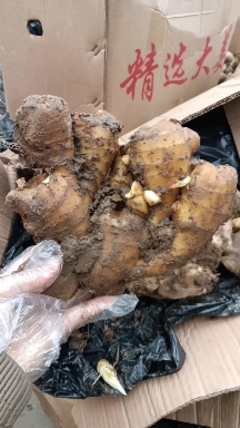 山东优质姜种，已催好芽，支持预定，大量批发