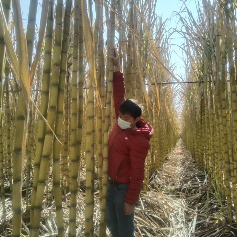 甘蔗青皮甘蔗甜度高产地发货质量好价格优欢迎来电