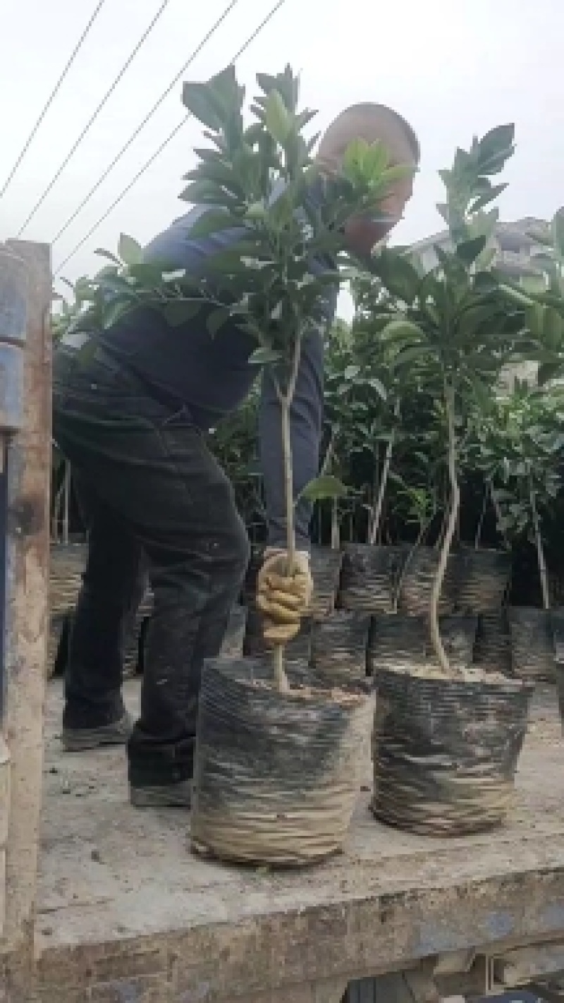 纽荷尔脐橙苗大杯苗橙子苗根系发达挂果高成活率高
