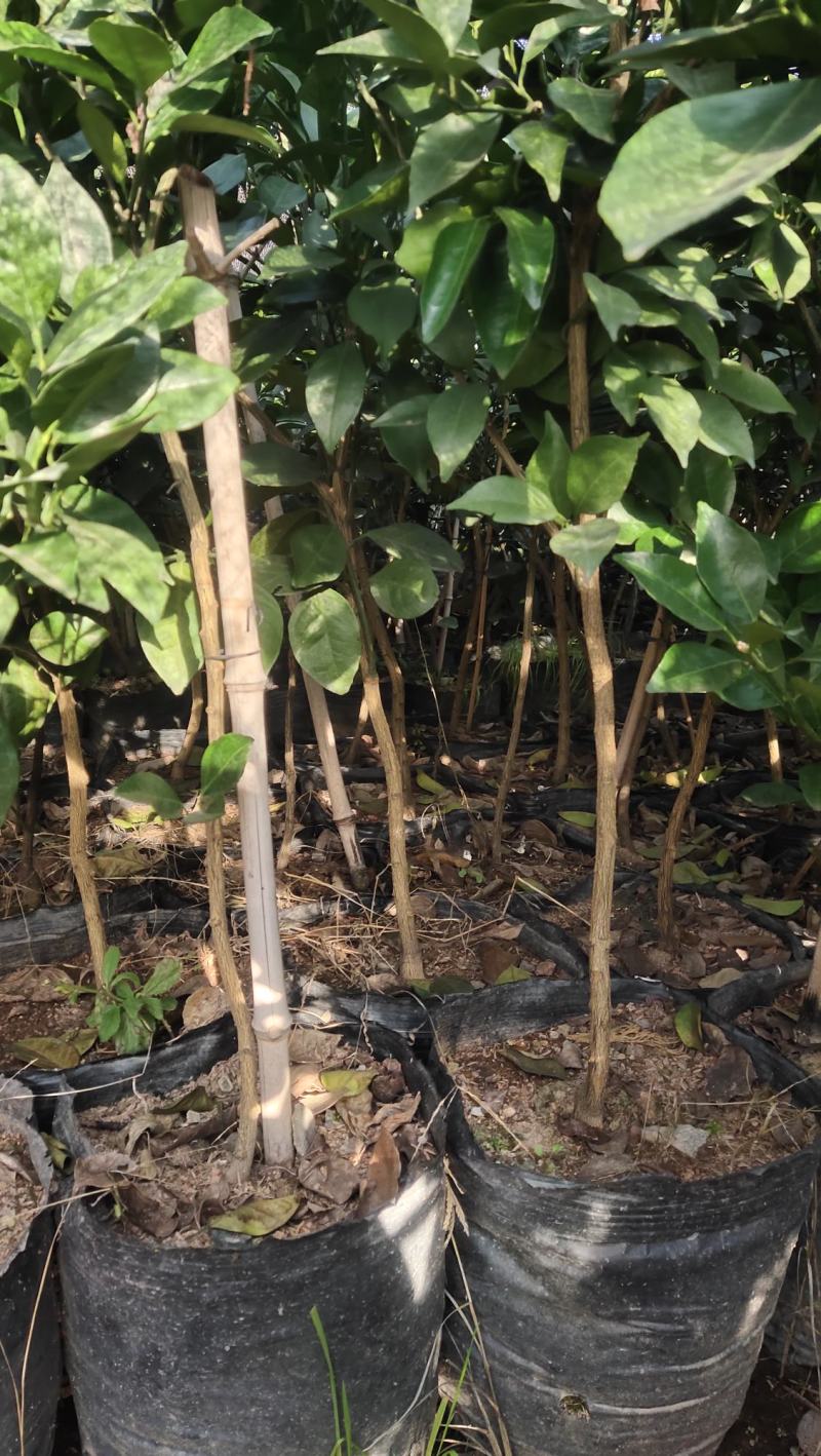 纽荷尔脐橙苗大杯苗橙子苗根系发达挂果高成活率高