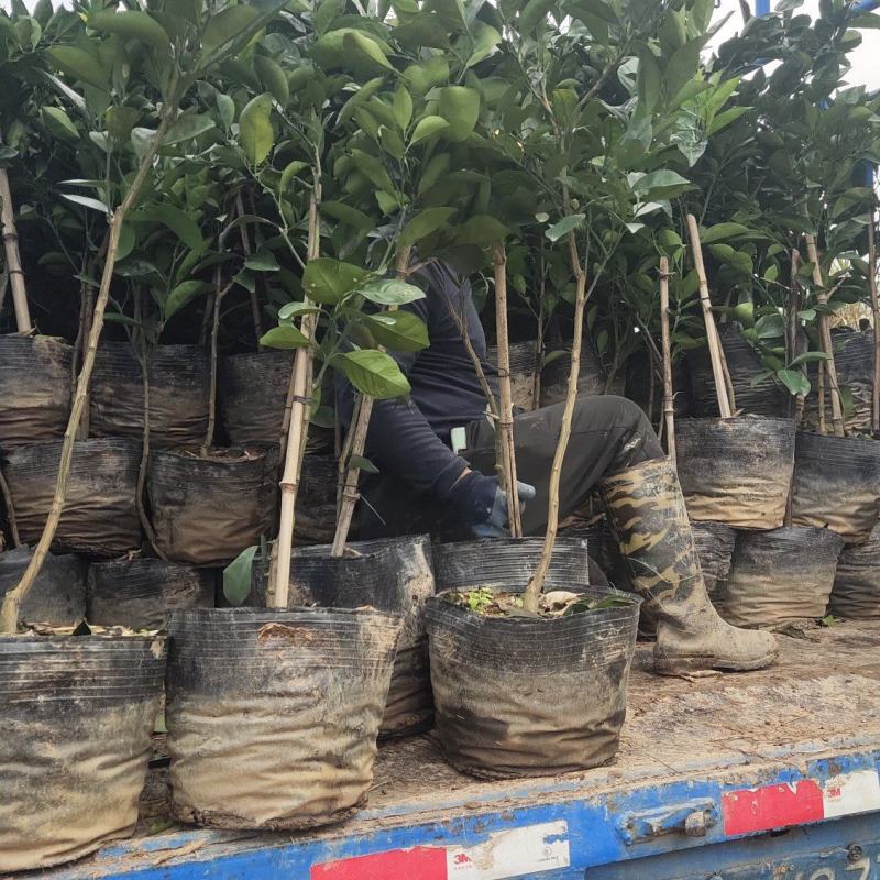 纽荷尔脐橙苗大杯苗橙子苗根系发达挂果高成活率高