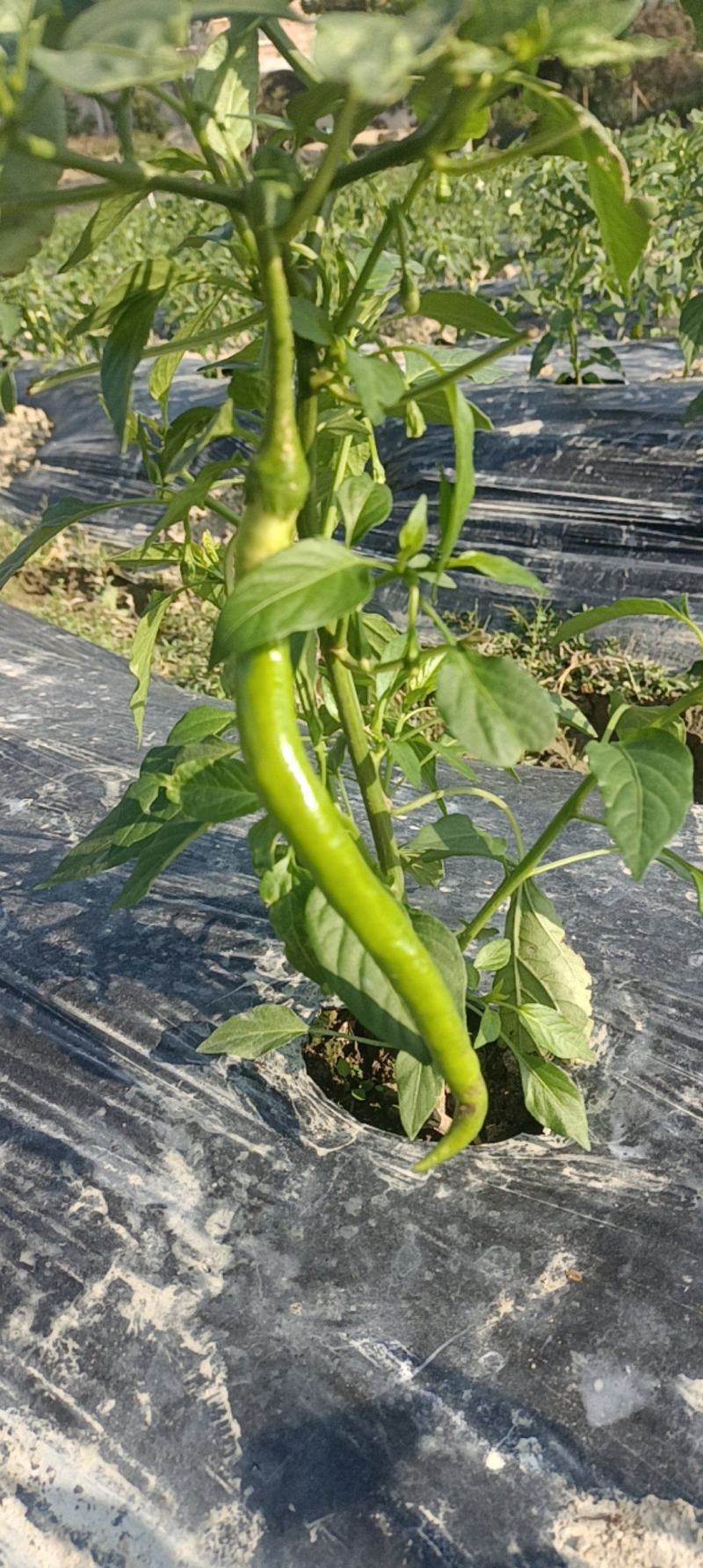 广西博白县杭椒种植基地，欢迎各地老板前来收购