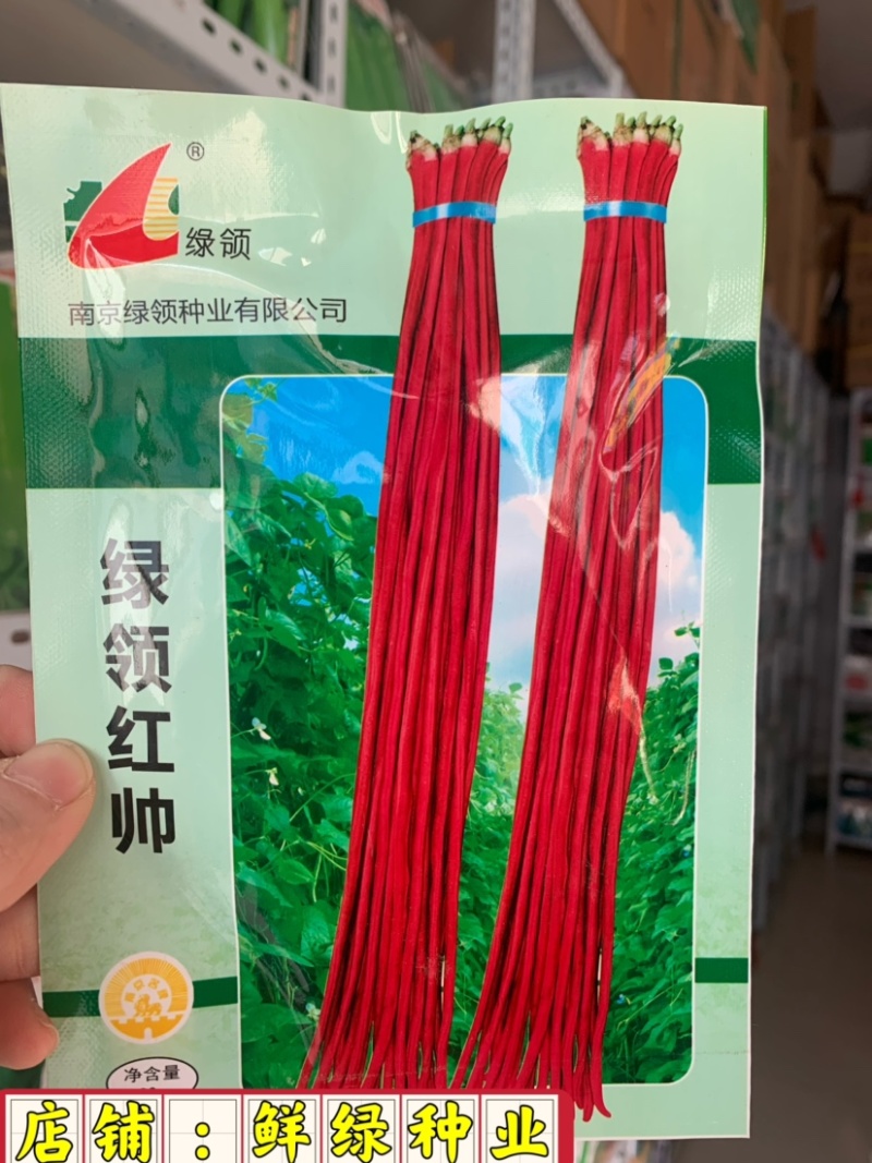 绿领红帅红豇豆种子荚长90-100cm粗1cm