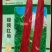 绿领红帅红豇豆种子荚长90-100cm粗1cm