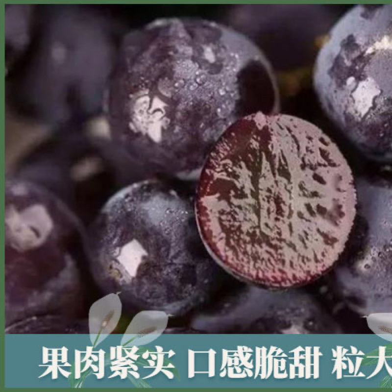 巨峰葡萄河北产地发货代发全国保质保量