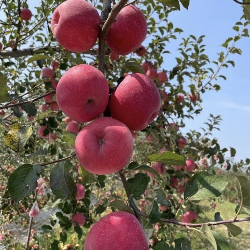 苹果精品红富士苹果河北产地直发保质保量