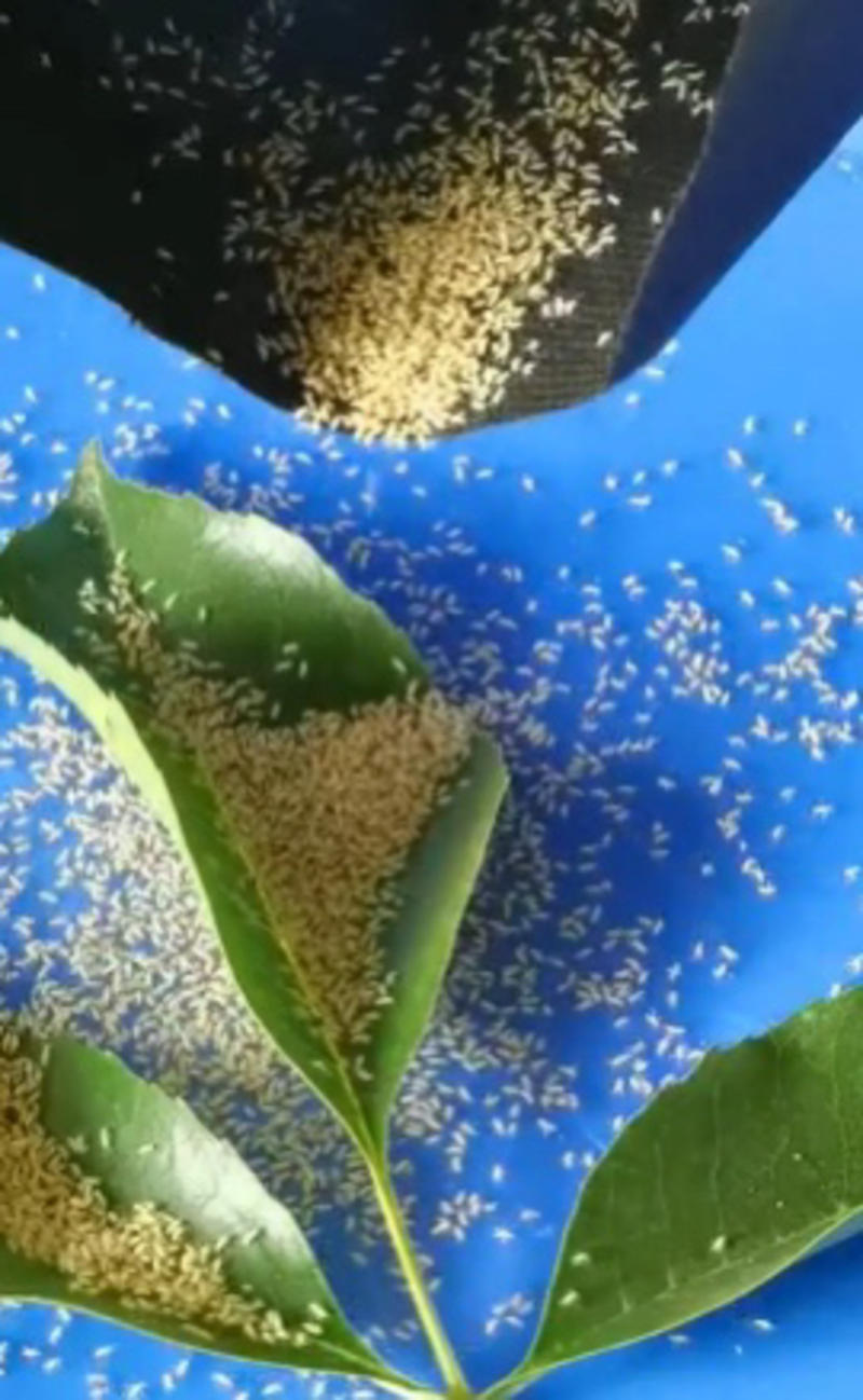 金蝉活蚁丶金蝉幼苗、金蝉知了、金蝉种子适合林下种植