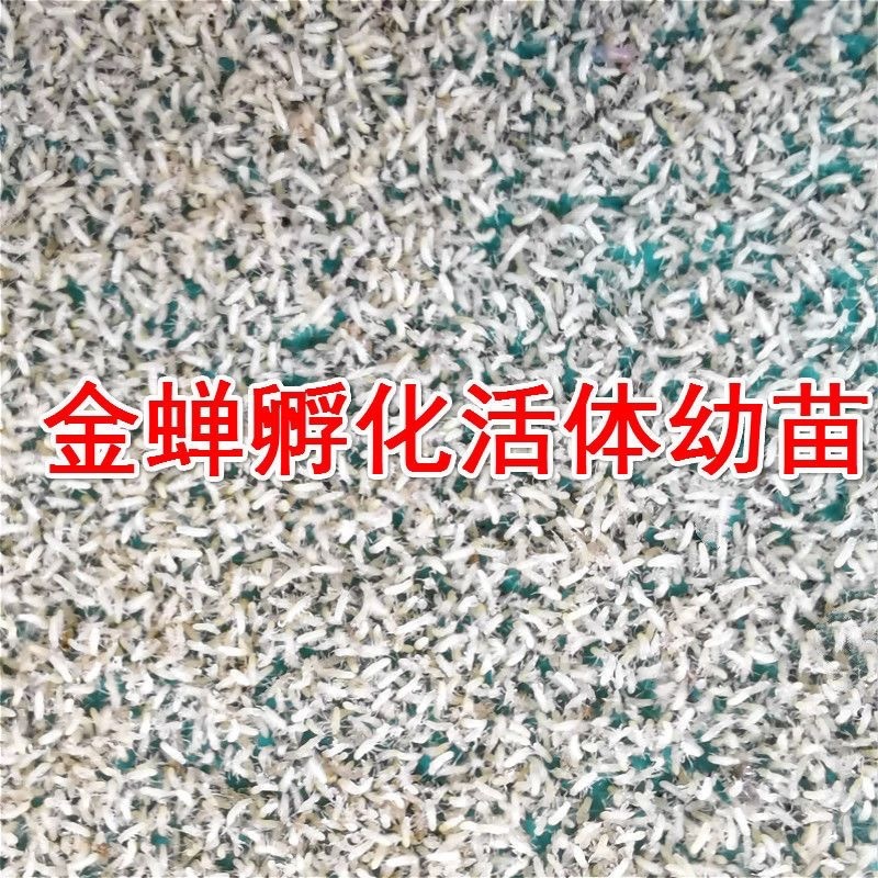 金蝉活蚁丶金蝉幼苗、金蝉知了、金蝉种子适合林下种植