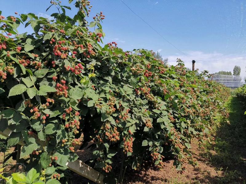 黑树莓苗！有成品挂果基地，可上门参观。