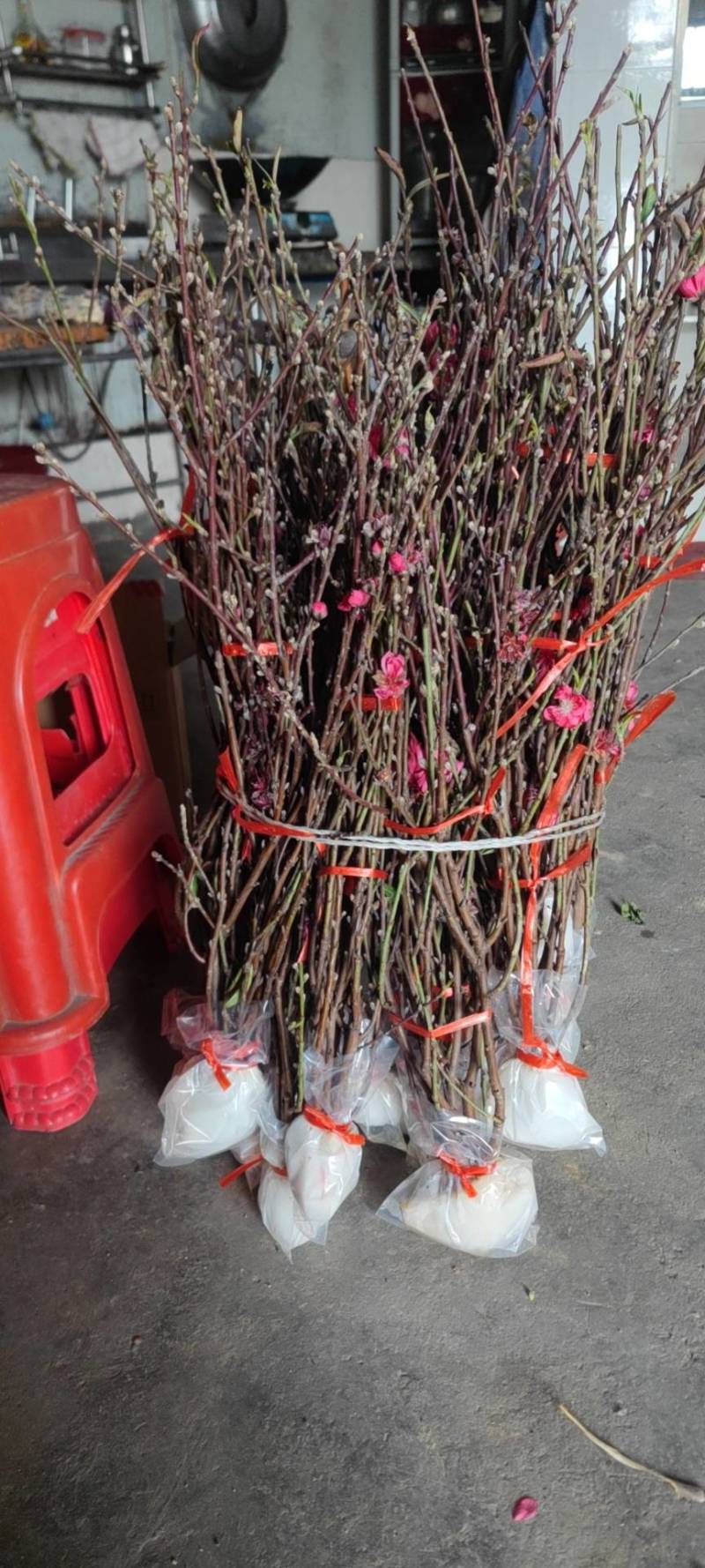 桃花枝