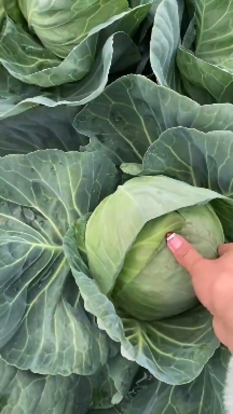 精品绿甘蓝有货锄禾108通旺甘蓝需要的随时联系！