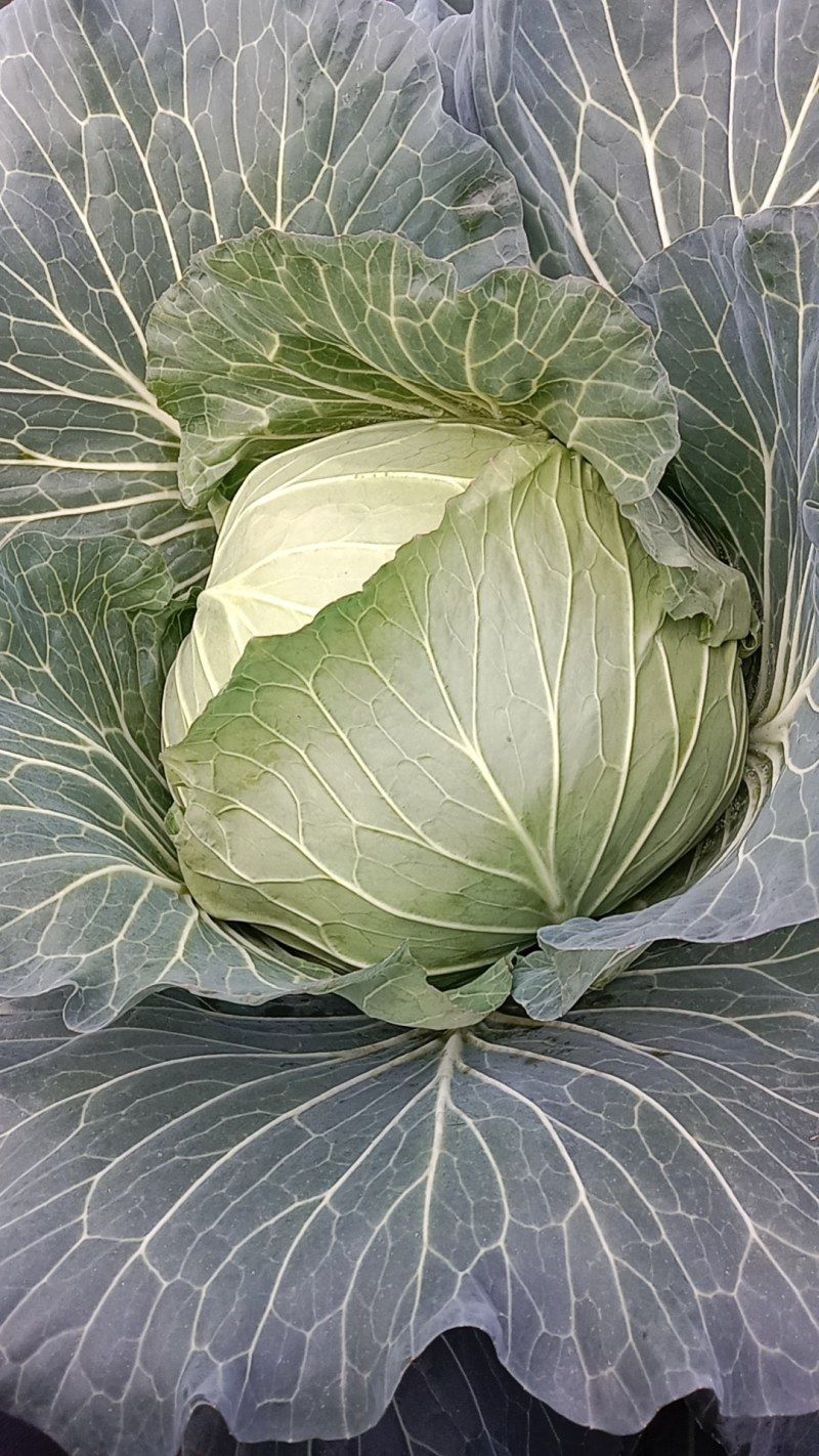 包菜