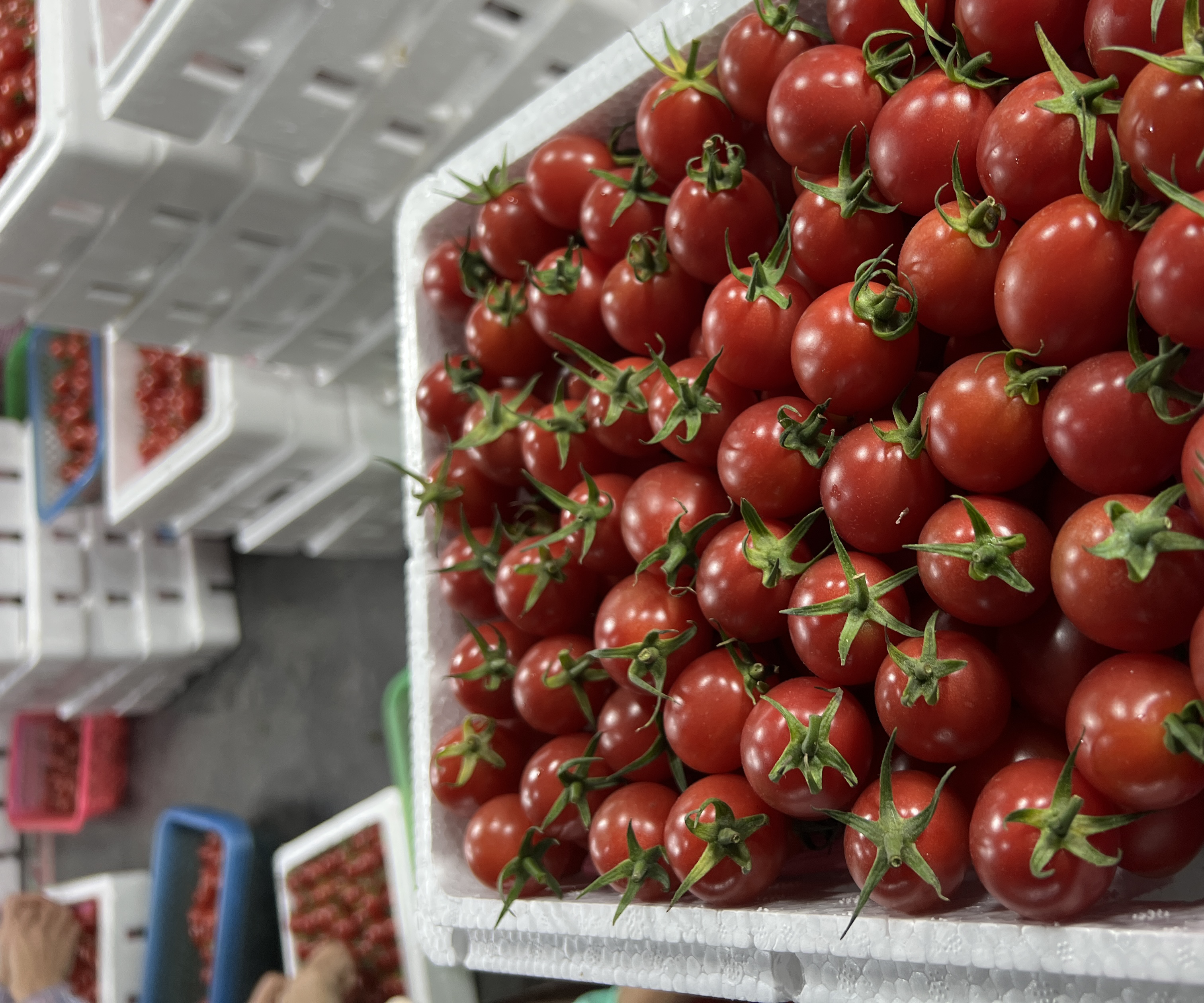 市场中挑选千禧圣女果的场景