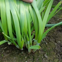 大棚头茬大叶韭菜