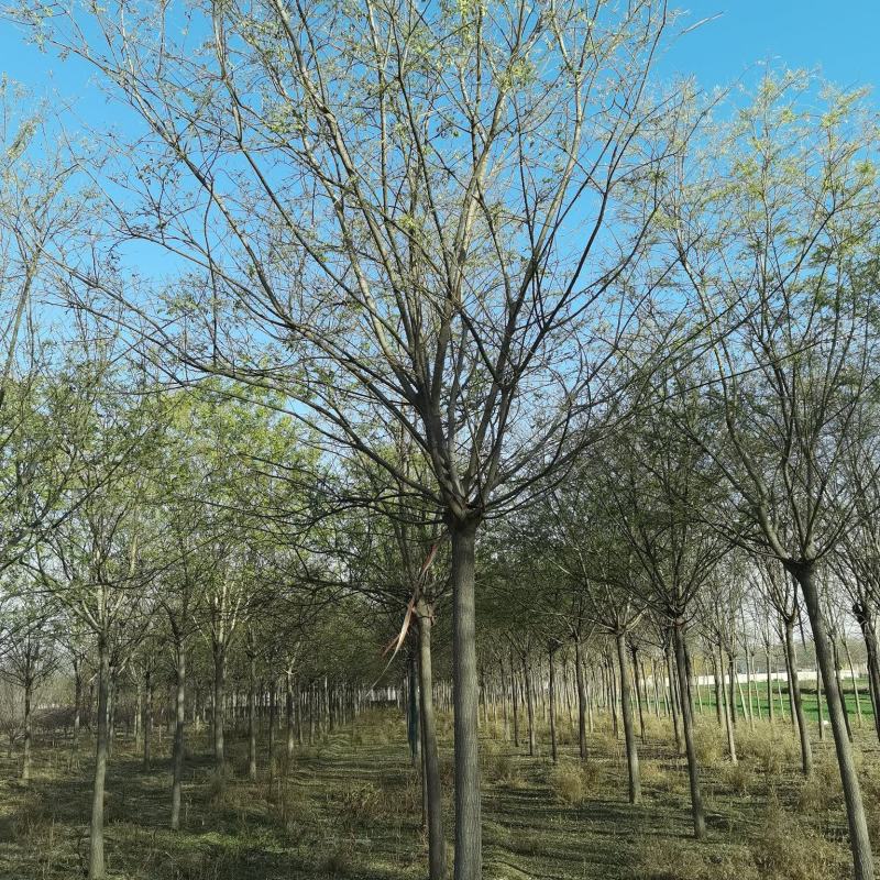 国槐10-18公分，低价批发槐树河北产地一手货源