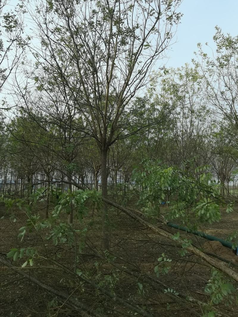 国槐10-18公分，低价批发槐树河北产地一手货源