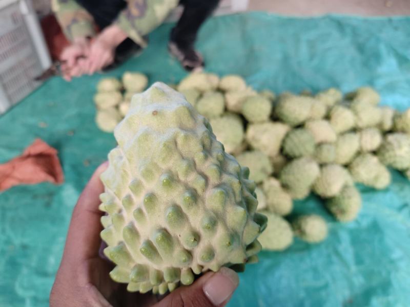 正宗云南高山释迦果产地代收代发品质保证价格低