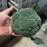 精品西兰花大量有货产地直发视频看货质量保证价格便宜