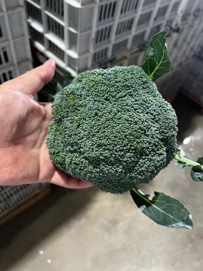 精品西兰花大量有货产地直发视频看货质量保证价格便宜