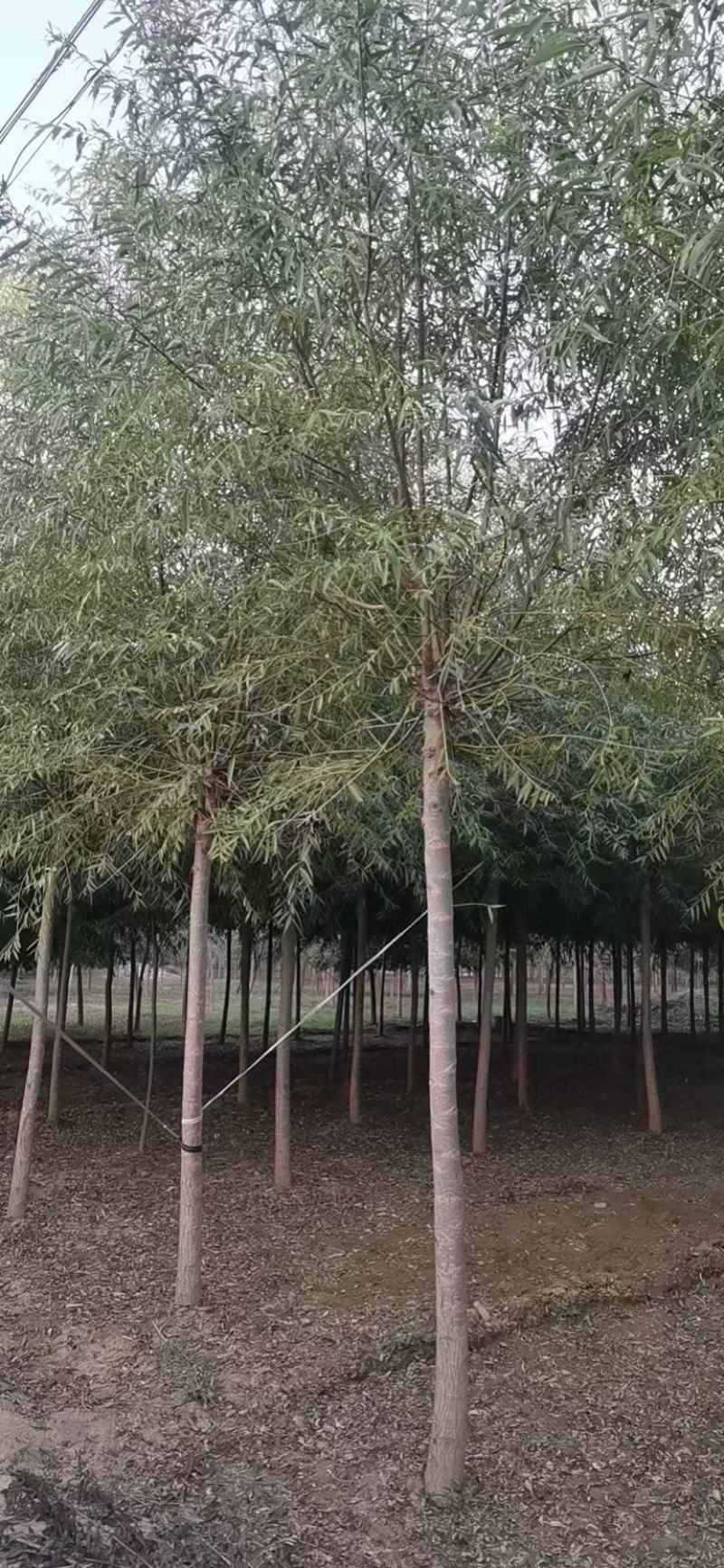 旱柳大量供应中，易种植，一手货源，欢迎采购视频看货