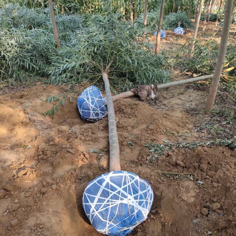 旱柳大量供应中，易种植，一手货源，欢迎采购视频看货