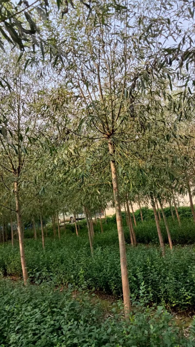 旱柳大量供应中，易种植，一手货源，欢迎采购视频看货