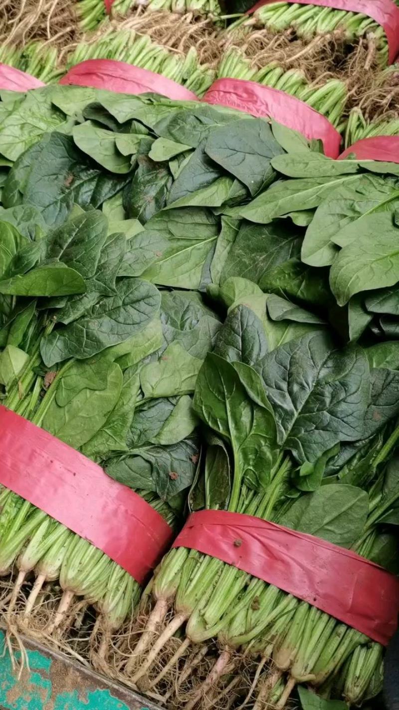 【菠菜】河北大叶菠菜大量供应产地直发品质保证