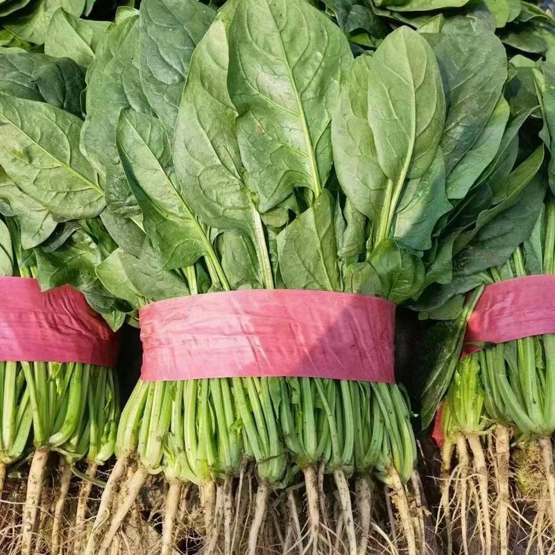 【菠菜】河北大叶菠菜大量供应产地直发品质保证