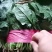 【菠菜】河北大叶菠菜大量供应产地直发品质保证
