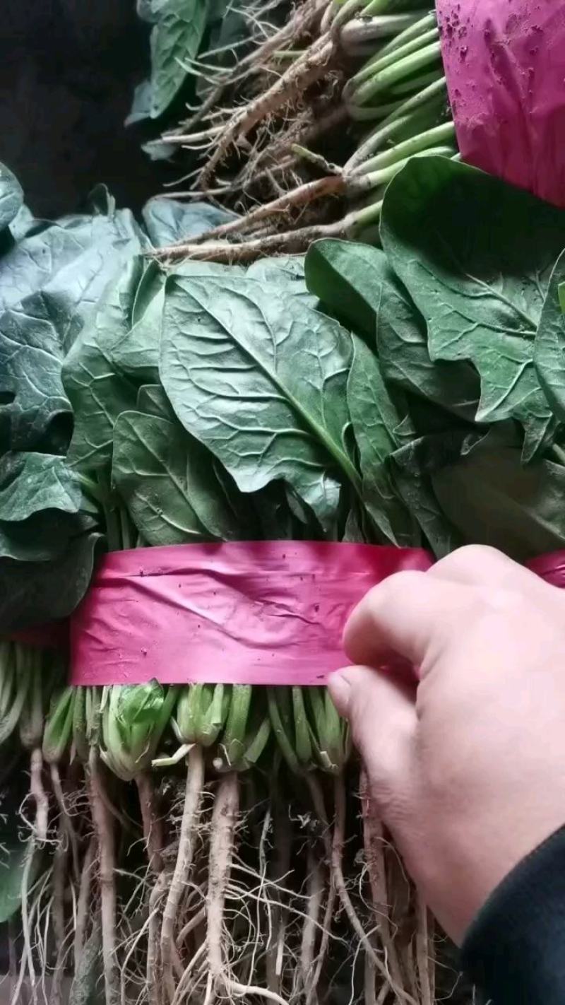 【菠菜】河北大叶菠菜大量供应产地直发品质保证
