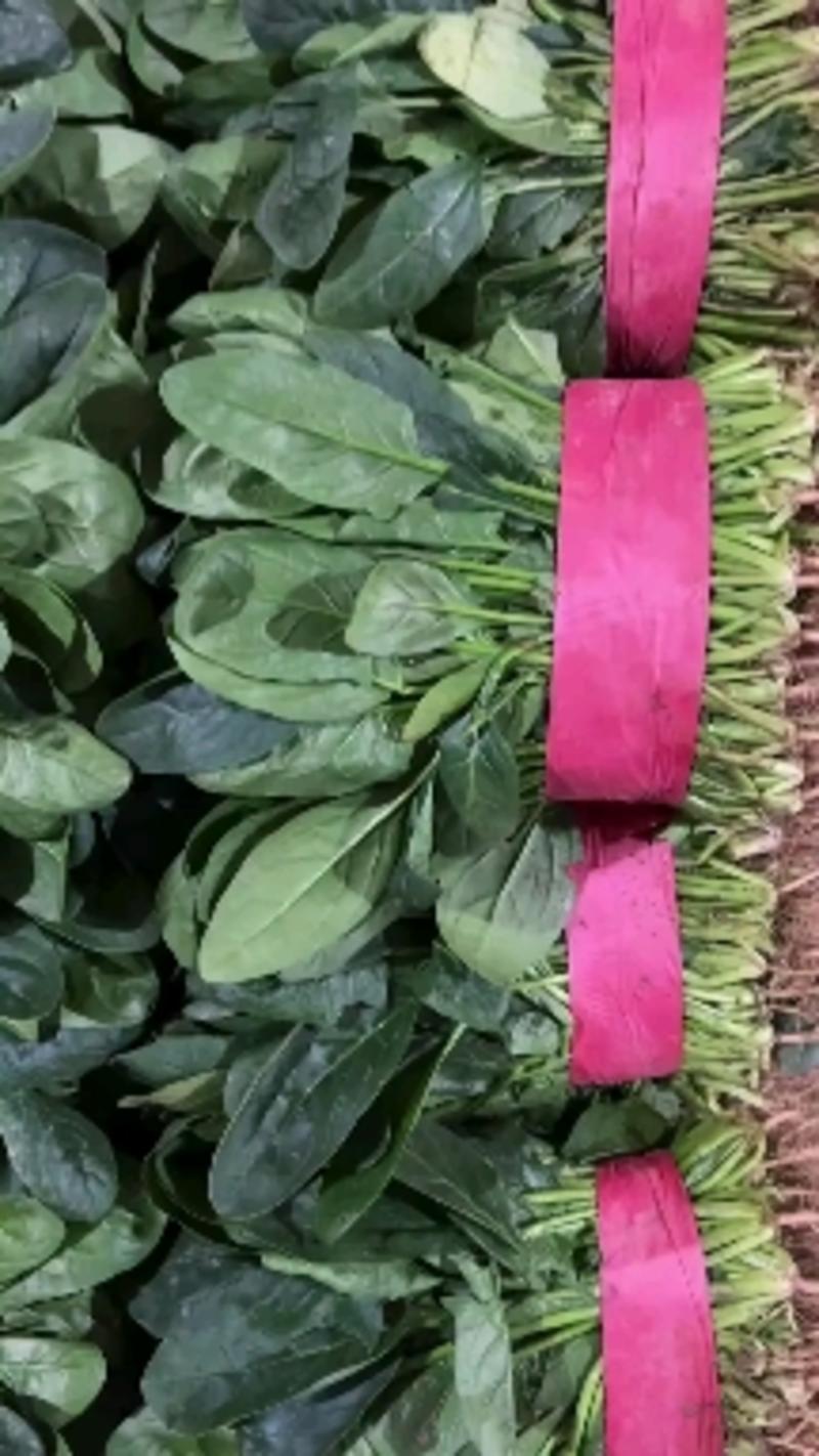【菠菜】河北大叶菠菜大量供应产地直发品质保证