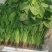 【菠菜】河北大叶菠菜大量供应产地直发品质保证