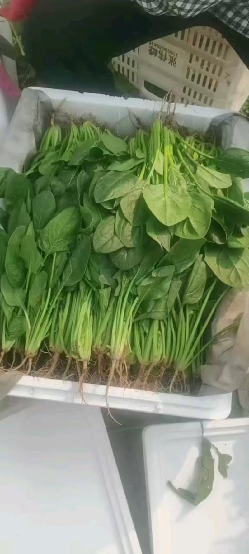 【菠菜】河北大叶菠菜大量供应产地直发品质保证
