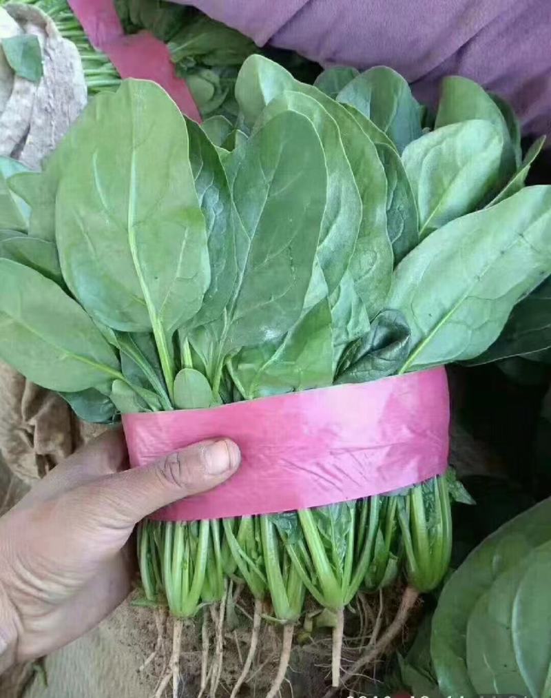 【菠菜】河北大叶菠菜大量供应产地直发品质保证