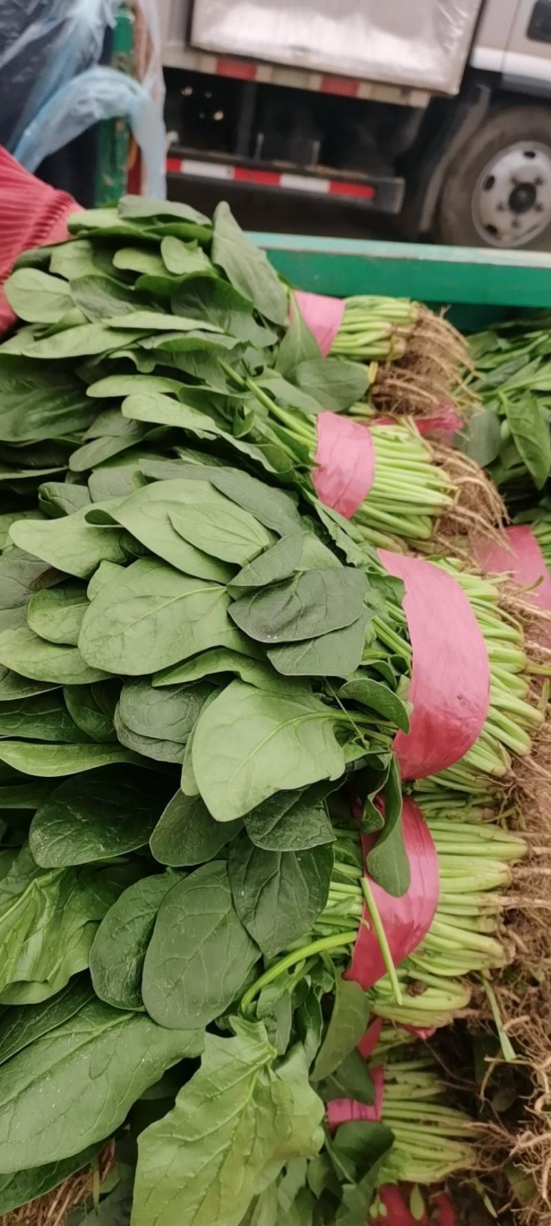 【菠菜】河北大叶菠菜大量供应产地直发品质保证