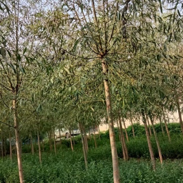 旱柳大量供应中，易种植，一手货源，欢迎采购视频看货