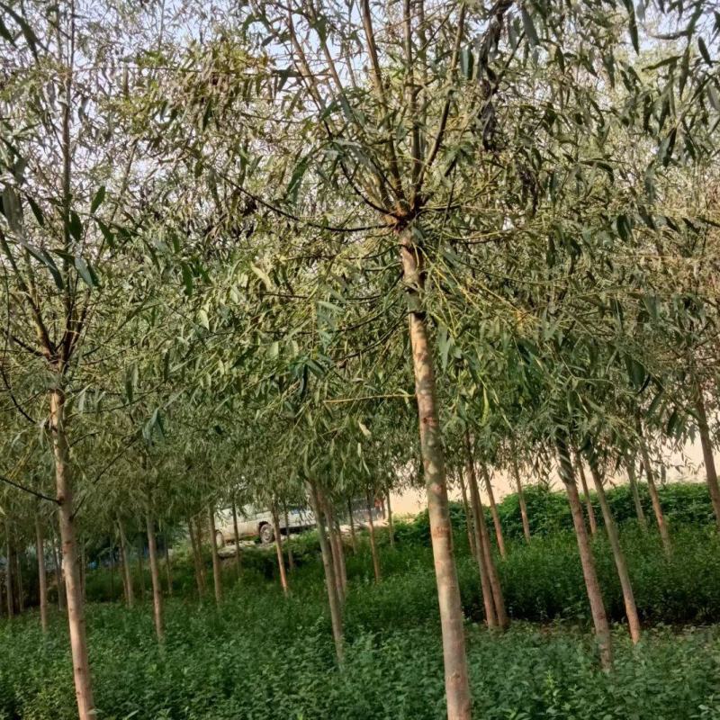 旱柳大量供应中，易种植，一手货源，欢迎采购视频看货