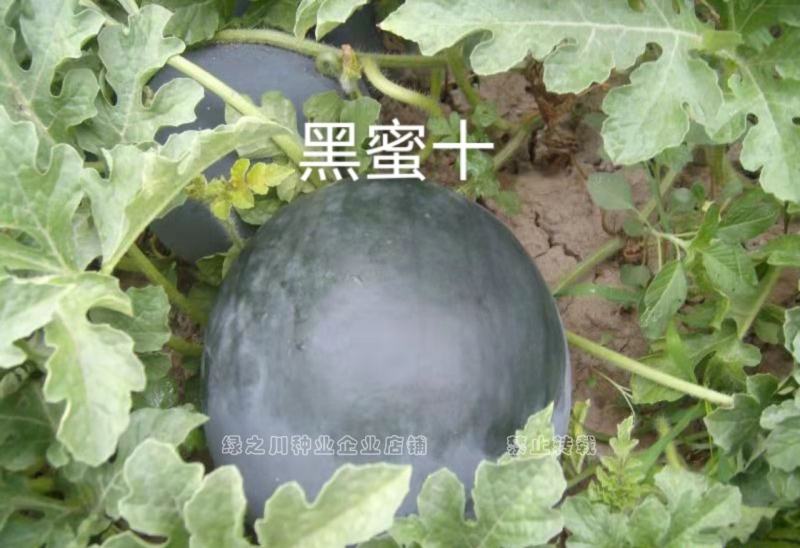 黑蜜十无籽西瓜种子纯黑皮大红瓤黑无籽西瓜种籽蜡粉厚