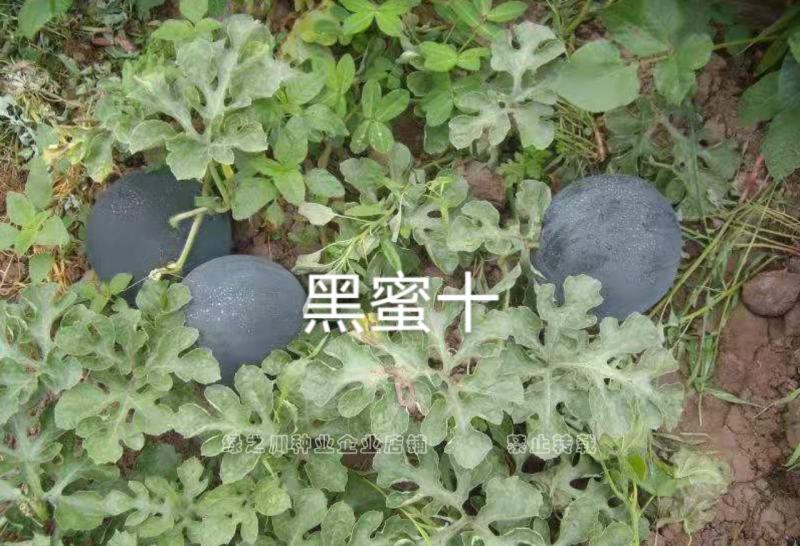 黑蜜十无籽西瓜种子纯黑皮大红瓤黑无籽西瓜种籽蜡粉厚