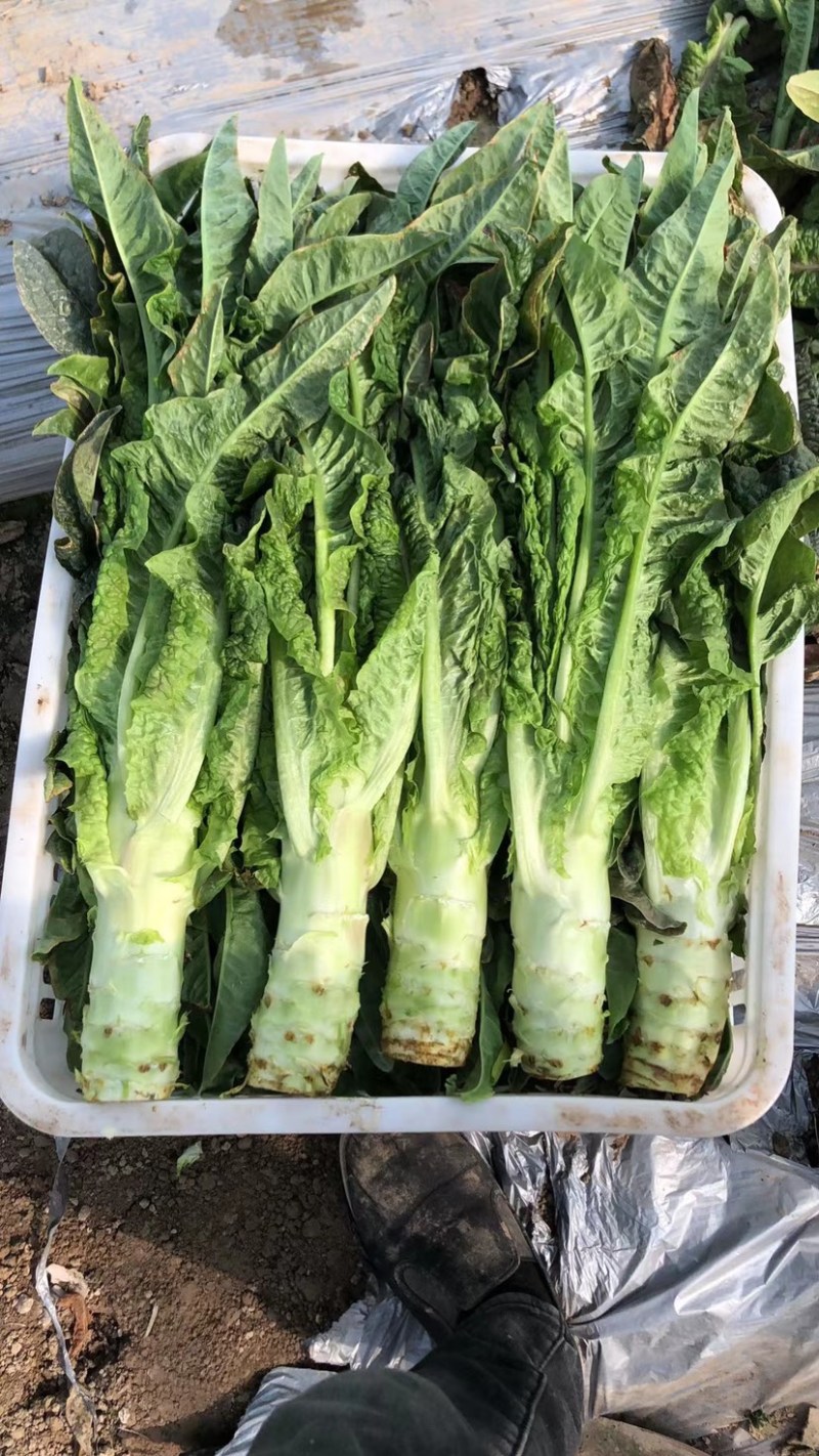 江苏南通精品莴笋产地直销大量供应
